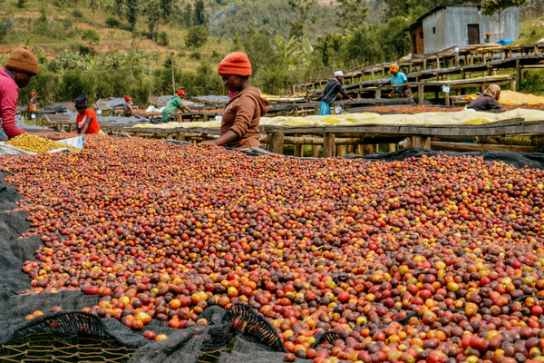 PRACTICE GREEN COFFEE | Rwanda | Washed
