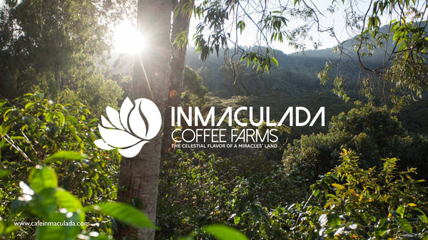 COLOMBIA - INMACULADA FELLOW FARMS | Signature Natural Geisha *Competition Coffee*